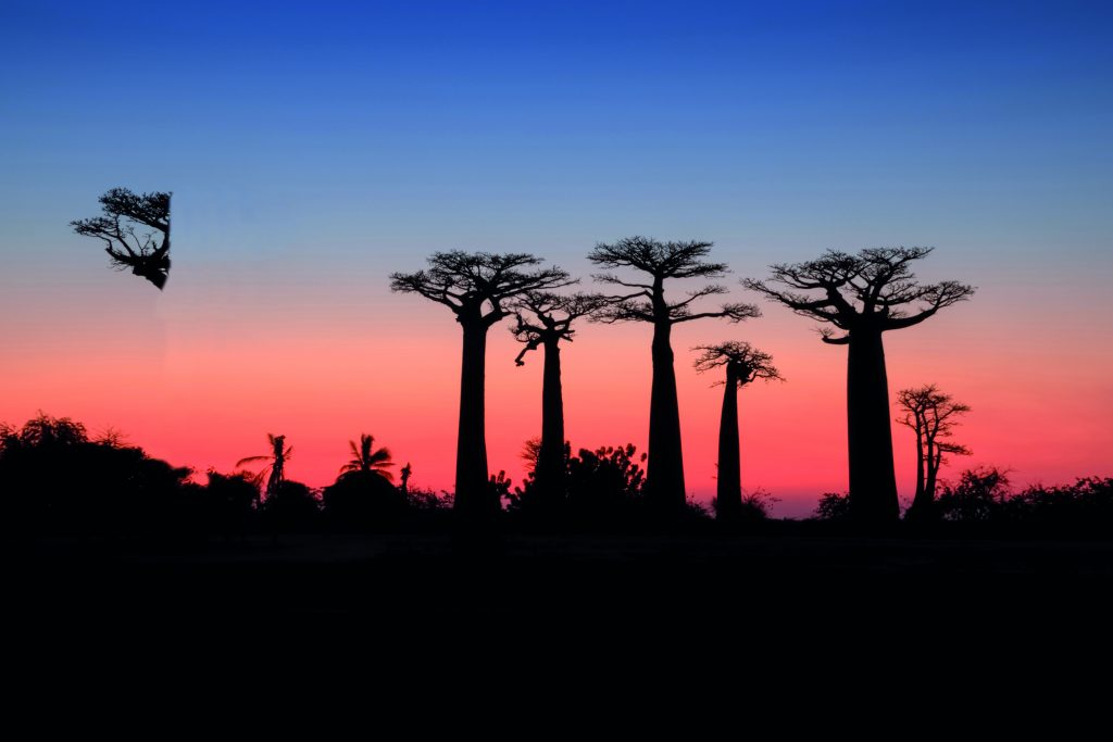 beautiful-sunset-baobab-alley-madagascar-africa